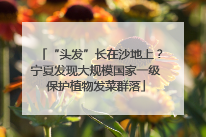 “头发”长在沙地上？宁夏发现大规模国家一级保护植物发菜群落