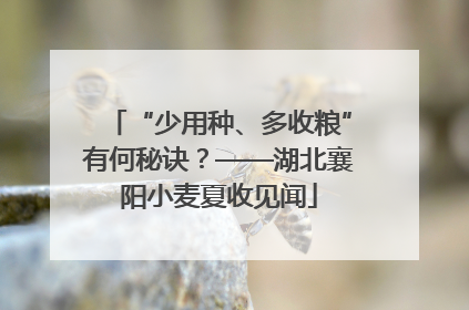 “少用种、多收粮”有何秘诀？——湖北襄阳小麦夏收见闻