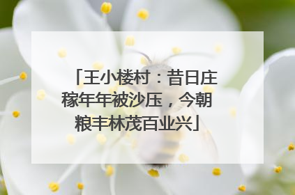 王小楼村：昔日庄稼年年被沙压，今朝粮丰林茂百业兴