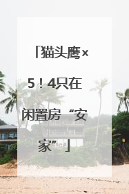 猫头鹰×5！4只在闲置房“安家”