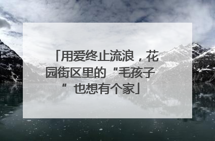 用爱终止流浪，花园街区里的“毛孩子”也想有个家