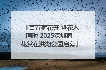 百万荷花开 簪花入画时 2025深圳荷花赏在洪湖公园启幕