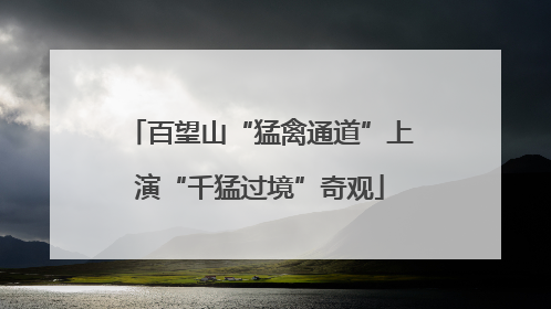 百望山“猛禽通道”上演“千猛过境”奇观