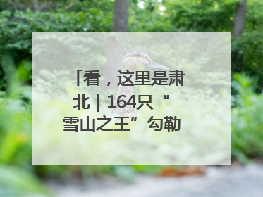 看，这里是肃北｜164只“雪山之王”勾勒生态新图景