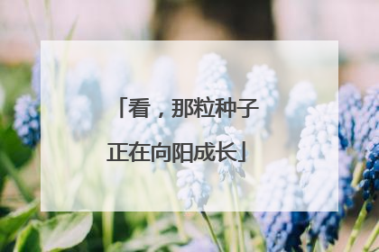 看，那粒种子正在向阳成长