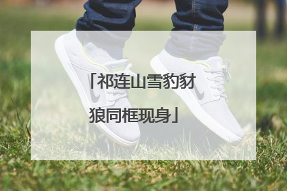 祁连山雪豹豺狼同框现身