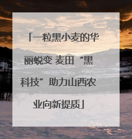 一粒黑小麦的华丽蜕变 麦田“黑科技”助力山西农业向新提质