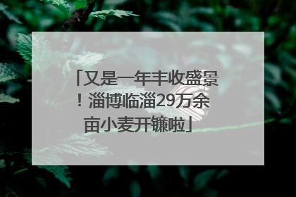 又是一年丰收盛景！淄博临淄29万余亩小麦开镰啦