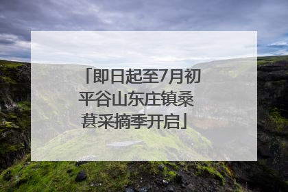 即日起至7月初 平谷山东庄镇桑葚采摘季开启
