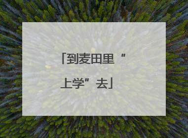 到麦田里“上学”去