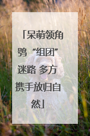 呆萌领角鸮“组团”迷路 多方携手放归自然