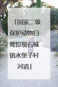 国家二级保护动物白鹭惊现石城镇水堡子村河道