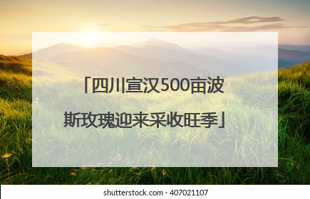 四川宣汉500亩波斯玫瑰迎来采收旺季