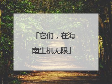 它们，在海南生机无限