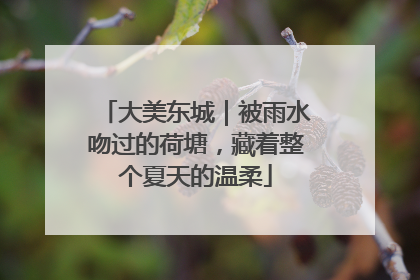 大美东城｜被雨水吻过的荷塘，藏着整个夏天的温柔