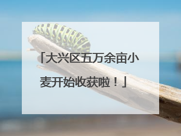 大兴区五万余亩小麦开始收获啦！