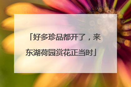 好多珍品都开了，来东湖荷园赏花正当时