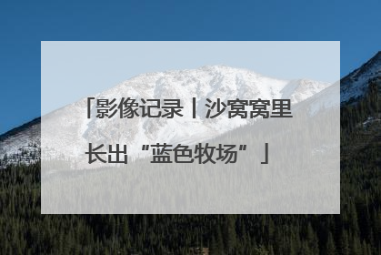 影像记录丨沙窝窝里长出“蓝色牧场”