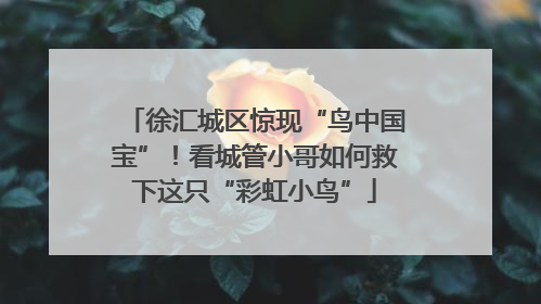 徐汇城区惊现“鸟中国宝”！看城管小哥如何救下这只“彩虹小鸟”