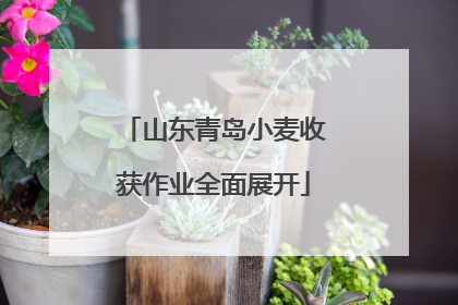 山东青岛小麦收获作业全面展开