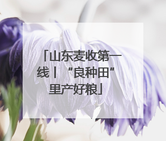 山东麦收第一线丨“良种田”里产好粮