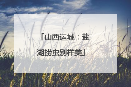 山西运城：盐湖捞虫别样美