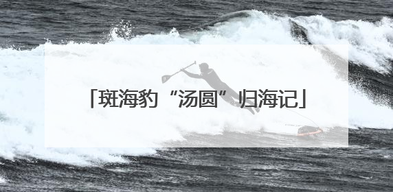 斑海豹“汤圆”归海记