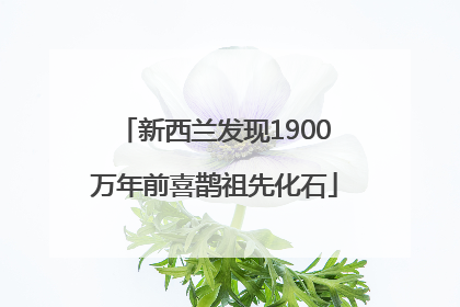 新西兰发现1900万年前喜鹊祖先化石