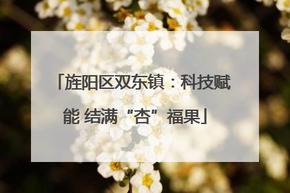 旌阳区双东镇：科技赋能 结满“杏”福果
