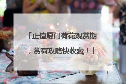 正值厦门荷花观赏期，赏荷攻略快收藏！