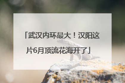 武汉内环最大！汉阳这片6月顶流花海开了