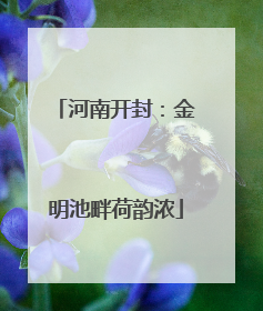 河南开封：金明池畔荷韵浓