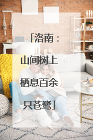 洛南：山间树上栖息百余只苍鹭