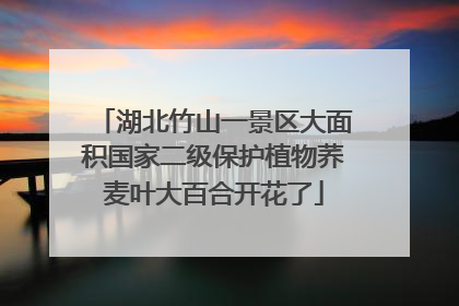 湖北竹山一景区大面积国家二级保护植物荞麦叶大百合开花了