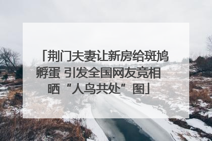 荆门夫妻让新房给斑鸠孵蛋 引发全国网友竞相晒“人鸟共处”图