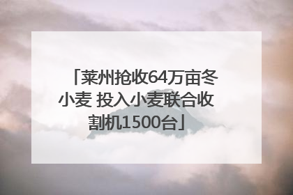 莱州抢收64万亩冬小麦 投入小麦联合收割机1500台