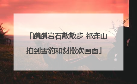 蹭蹭岩石散散步 祁连山拍到雪豹和豺撒欢画面