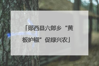 郧西县六郎乡“黄板护椒”促绿兴农