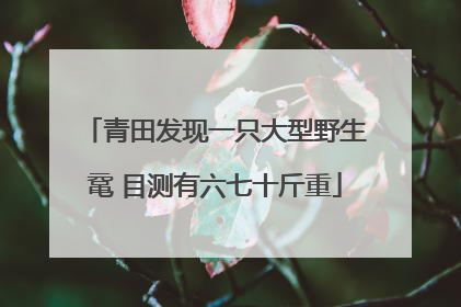 青田发现一只大型野生鼋 目测有六七十斤重