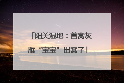 阳关湿地：首窝灰雁“宝宝”出窝了