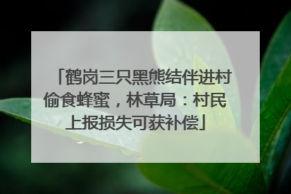 鹤岗三只黑熊结伴进村偷食蜂蜜，林草局：村民上报损失可获补偿