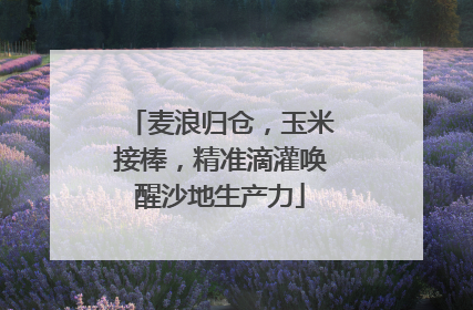 麦浪归仓，玉米接棒，精准滴灌唤醒沙地生产力