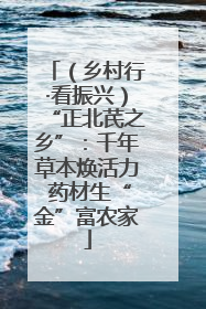 （乡村行·看振兴）“正北芪之乡”：千年草本焕活力 药材生“金”富农家